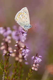 Common blue butterfly (Polyommatus icarus), resting on flowering heather Common blue butterfly (Polyommatus icarus), resting on flowering heather