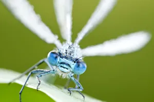 Common blue damselfly (Enallagma cyathigerum), close up portrait. Tamar Lake, Cornwall, UK, June Common blue damselfly (Enallagma cyathigerum), close up portrait. Tamar Lake, Cornwall, UK, June