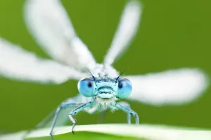 Common blue damselfly (Enallagma cyathigerum), Tamar Lake, Cornwall, England, UK Common blue damselfly (Enallagma cyathigerum), Tamar Lake, Cornwall, England, UK