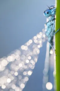 Common blue damselfly (Enallagma cyathigerum), close up portrait, Broxwater, Cornwall, UK Common blue damselfly (Enallagma cyathigerum), close up portrait, Broxwater, Cornwall, UK