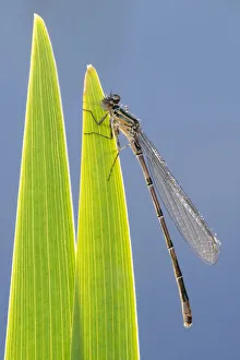 Common blue damselfly (Enallagma cyathigerum), immature/newly emerged insect resting Common blue damselfly (Enallagma cyathigerum), immature/newly emerged insect resting