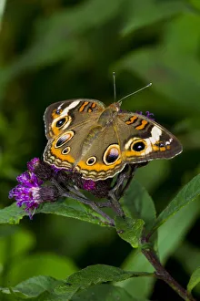 Common buckeye butterfly (Junonia coenia) feeding on Ironweed (Vernonia altissima) flower Common buckeye butterfly (Junonia coenia) feeding on Ironweed (Vernonia altissima) flower