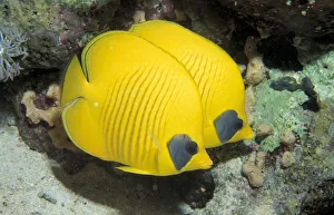 Two Common butterfly fish (Chaetodon chrysurus) Red Sea, Egypt Two Common butterfly fish (Chaetodon chrysurus) Red Sea, Egypt