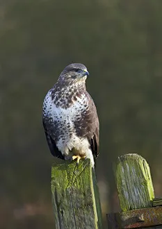 Common buzzard (Buteo buteo) perched on a gate post, Cheshire, England, UK, December Common buzzard (Buteo buteo) perched on a gate post, Cheshire, England, UK, December