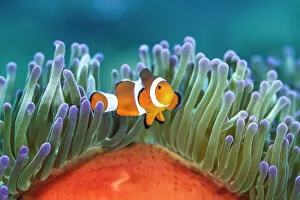 Prints for your Bathroom Collection: Common clownfish (Amphiprion ocellaris) in the tentacles of its host