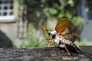 Common cockchafer / Maybug (Melolontha melolontha), opening its wings to take off Common cockchafer / Maybug (Melolontha melolontha), opening its wings to take off