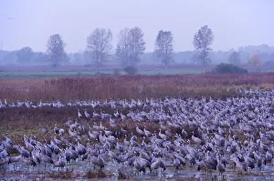 Common crane (Grus grus) flock in wetlands, Brandenburg, Germany, October 2008 Common crane (Grus grus) flock in wetlands, Brandenburg, Germany, October 2008