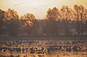 Common crane (Grus grus) in water at sunrise, Brandenburg, Germany, October 2008 Common crane (Grus grus) in water at sunrise, Brandenburg, Germany, October 2008