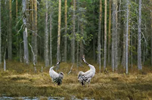 Common cranes displaying by woodland {Grus grus} Finland Common cranes displaying by woodland {Grus grus} Finland
