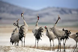 Common cranes {Grus grus} calling with heads raised in air, Laguna de Gallocanta Common cranes {Grus grus} calling with heads raised in air, Laguna de Gallocanta