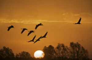 Common cranes (Grus grus) in flight at sunrise, Brandenburg, Germany, October 2008 Common cranes (Grus grus) in flight at sunrise, Brandenburg, Germany, October 2008