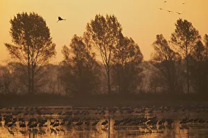 Common cranes (Grus grus) at surise in water with some flying, Brandenburg, Germany Common cranes (Grus grus) at surise in water with some flying, Brandenburg, Germany