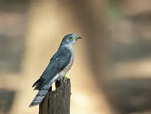 Common Cuckoo Prints: Common cuckoo (Cuculus canorus) perched on post