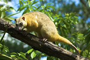 Common Cuscus (Phalanger orientalis) captive occurs in Timor to New Guinea. Captive Common Cuscus (Phalanger orientalis) captive occurs in Timor to New Guinea. Captive