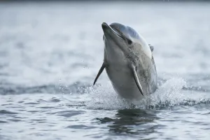 Common dolphin (Delphinus delphis) jumping out the water, Shetland, Scotland, UK, January Common dolphin (Delphinus delphis) jumping out the water, Shetland, Scotland, UK, January