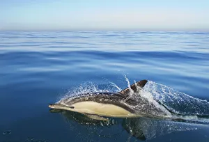 Common dolphin (Delphinus delphis) surfacing, Atlantic ocean, Portugal, September Common dolphin (Delphinus delphis) surfacing, Atlantic ocean, Portugal, September
