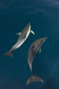 Common dolphins (Delphinus delphis) pair in mating ritual, Atlantic ocean, Portugal, July Common dolphins (Delphinus delphis) pair in mating ritual, Atlantic ocean, Portugal, July