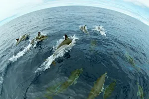 Common dolphins (Delphinus delphis) surfacing, Fisheye lens. Pico, Azores, Portugal Common dolphins (Delphinus delphis) surfacing, Fisheye lens. Pico, Azores, Portugal