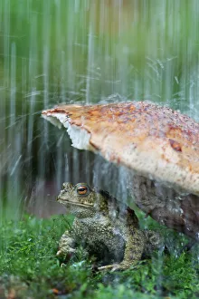 Common european toad (Bufo bufo) sheltering under toadstool from rain, wild toad Common european toad (Bufo bufo) sheltering under toadstool from rain, wild toad