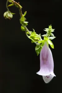 Common foxglove (Digitalis purpurea) flower, Brtnicky Hradek, Ceske Svycarsko / Bohemian Common foxglove (Digitalis purpurea) flower, Brtnicky Hradek, Ceske Svycarsko / Bohemian