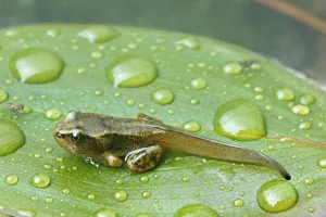 Common frog froglet {Rana temporaria} with tail, Scotland UK Common frog froglet {Rana temporaria} with tail, Scotland UK
