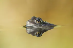 Common frog (Rana temporaria) in garden pond, Warwickshire, England, UK, March Common frog (Rana temporaria) in garden pond, Warwickshire, England, UK, March
