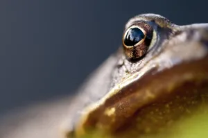 Common frog (Rana temporaria) portrait, close-up of eye, Cornwall, UK Common frog (Rana temporaria) portrait, close-up of eye, Cornwall, UK