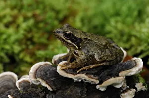 Common frog {Rana temporaria} sitting on fungi on fallen branch, County Fermanagh Common frog {Rana temporaria} sitting on fungi on fallen branch, County Fermanagh