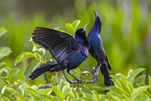 Common grackle pair (Quiscalus quiscula) in courtship display. Wakodahatchee Wetlands Common grackle pair (Quiscalus quiscula) in courtship display. Wakodahatchee Wetlands