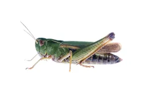 Common green grasshopper (Omocestus viridulus) Fliess, Naturpark Kaunergrat, Tirol Common green grasshopper (Omocestus viridulus) Fliess, Naturpark Kaunergrat, Tirol