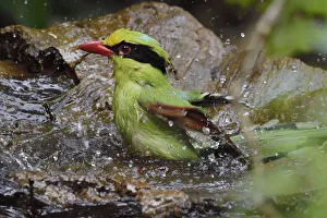 Common green magpie (Cissa chinensis) bathing, Hong Bung He, Dehong, Yunnan, China Common green magpie (Cissa chinensis) bathing, Hong Bung He, Dehong, Yunnan, China