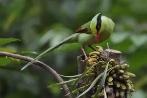 Common green magpie (Cissa chinensis) perched, feeding on fruit in Hong Bung He, Dehong Common green magpie (Cissa chinensis) perched, feeding on fruit in Hong Bung He, Dehong