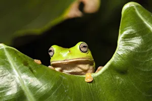 Common green tree frog (Litoria caerulea) in rainforest, Iron Range National Park Common green tree frog (Litoria caerulea) in rainforest, Iron Range National Park