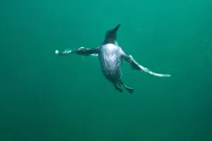 Common guillemot (Uria aalge) swimming underwater, Farne Islands, Northumberland Common guillemot (Uria aalge) swimming underwater, Farne Islands, Northumberland