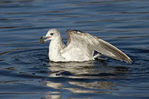 Common Gull Prints: Common gull (Larus canus) bathing, Norwich, Norfolk, England, UK. January