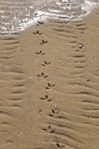 Common gull (Larus canus) tracks on Luskentyre Banks, South Harris Island, Outer Hebrides Common gull (Larus canus) tracks on Luskentyre Banks, South Harris Island, Outer Hebrides