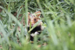 Common hamster (Cricetus cricetus) partialy hidden in grass, Slovakia, Europe, May 2009 Common hamster (Cricetus cricetus) partialy hidden in grass, Slovakia, Europe, May 2009