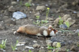 Common hamster (Cricetus cricetus) full with cheeks full, Slovakia, Europe, June 2009 Common hamster (Cricetus cricetus) full with cheeks full, Slovakia, Europe, June 2009