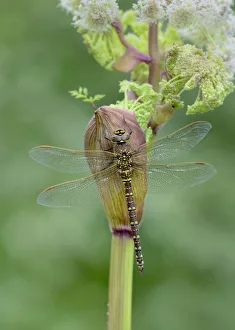 Common hawker (Aeshna juncea) Brackish Moss NNR, County Armagh, Northern Ireland Common hawker (Aeshna juncea) Brackish Moss NNR, County Armagh, Northern Ireland