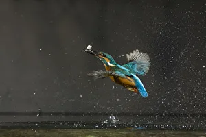 Common kingfisher (Alcedo atthis) in flight with fish prey, Balatonfuzfo, Hungary Common kingfisher (Alcedo atthis) in flight with fish prey, Balatonfuzfo, Hungary