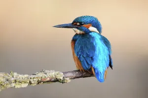 Common Kingfisher (Alcedo atthis) adult male at rest, Dorset, UK, November Common Kingfisher (Alcedo atthis) adult male at rest, Dorset, UK, November