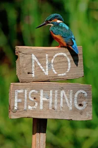 Common kingfisher on No Fishing sign (Alcedo atthis) UK Common kingfisher on No Fishing sign (Alcedo atthis) UK