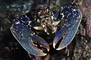 Common Lobster (Homarus gammarus), St Abbs (St Abbs and Eyemouth Voluntary Marine Reserve) Common Lobster (Homarus gammarus), St Abbs (St Abbs and Eyemouth Voluntary Marine Reserve)