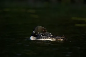 Common loon (Gavia immer) adult in breeding plumage, preening in the last light of day Common loon (Gavia immer) adult in breeding plumage, preening in the last light of day