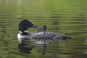 Common loon (Gavia immer) carrying chick on its back. British Columbia, Canada. June Common loon (Gavia immer) carrying chick on its back. British Columbia, Canada. June