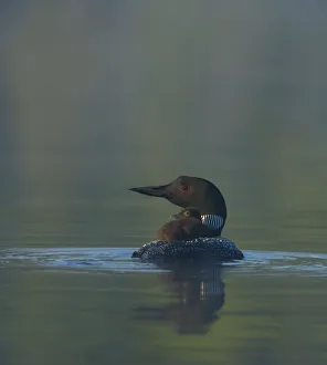 Common Loon / Great northern diver (Gavia immer) chick riding on adults back on a misty morning Common Loon / Great northern diver (Gavia immer) chick riding on adults back on a misty morning