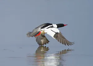 Common merganser (Mergus merganser) male taking off from water, New York, USA, April Common merganser (Mergus merganser) male taking off from water, New York, USA, April