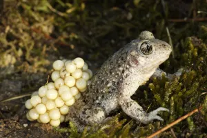 Common midwife toad (Alytes obstetricans), male toad carrying eggs, Vaucluse, France Common midwife toad (Alytes obstetricans), male toad carrying eggs, Vaucluse, France