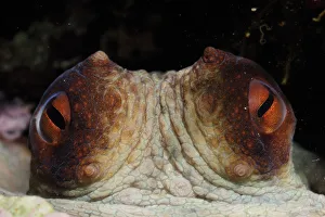 Common octopus (Octopus vulgaris) close-up of eyes, Malta, Mediteranean, May 2009 Common octopus (Octopus vulgaris) close-up of eyes, Malta, Mediteranean, May 2009