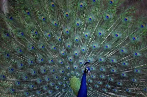 Common Peafowl (Peacock) male displaying, India Common Peafowl (Peacock) male displaying, India